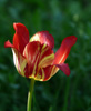 Imagine adăugată la 04.07.2012 12:53 în categoria Flori și plante